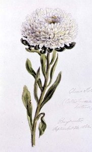 China Aster, malovaná v Bayswater od William James Linton