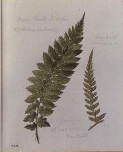 Kapradina Common Prickly Shield, malovaná v Brantwood, 30. listopadu 1857 (akvarel na papíře) od William James Linton