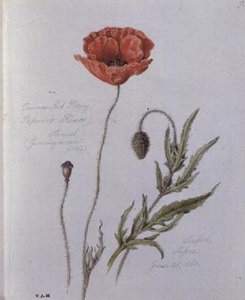 Common Red Poppy, malovaný v Seaford, Sussex, 25. června 1860 (akvarel na papíře)