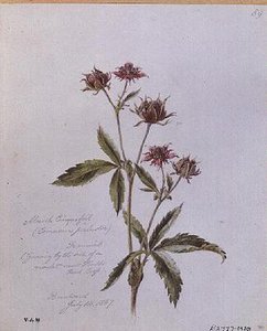 Mochna bahenní, malovaná v Brentwoodu od William James Linton