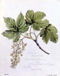 Sycamore, neboli Velký javor, malovaný v Loughtonu