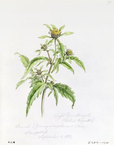 Trifid Burr-Marigold, malovaný v Hampstead, 1. září 1861 od William James Linton