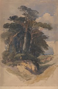 Pines na Hampstead Heath od William James Muller