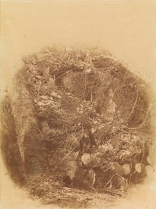 Bez názvu, z portfolia The Forest: Adirondacký les od William James Stillman