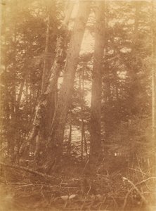 Bez názvu, z portfolia The Forest: Adirondacký les od William James Stillman