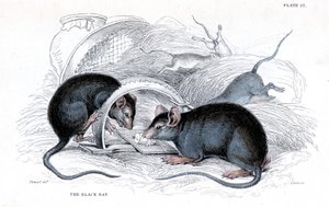 Rytina černé krysy chycené do pasti, 1838 od William Jardine