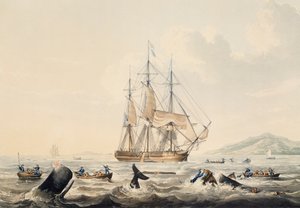 Lov velryb v jižních mořích, rytina William John Huggins (1781-1845), 44x57 cm