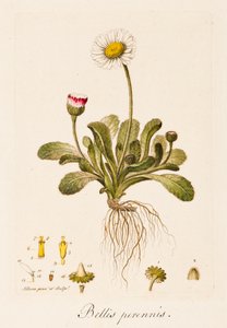 Věčné války, Daisy, c1770-1790.