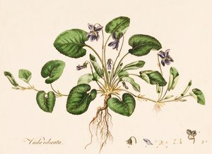 Viola odorata, sladká fialová, c1770-1790.