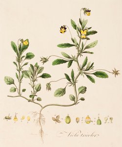 Viola tricolor, Wild Pansy, c1770-1790.