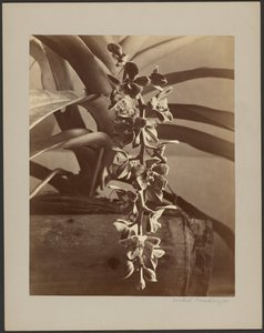 Orchideje, Cejlon od William Louis Henry Skeen