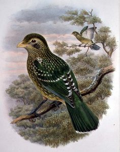 Ailuroedus Crassirostris, kočka zelená (barevná lito)