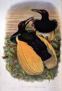 Bird of Paradise: Dvanáctidrátová, Seleucidis Melanoleuca (barevná lito)