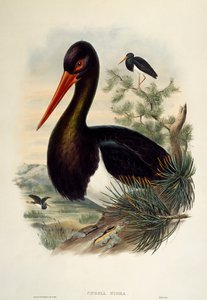 Čáp černý (Ciconia nigra), litografie z Birds of Great Britain