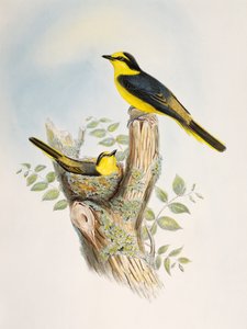 Minivet hnědý (Pericrocotus cantonensis), litografie z Birds of Asia od William Matthew Hart