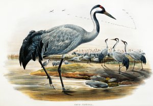 Jeřáb obecný (Grus cinerea), litografie z Birds of Great Britain