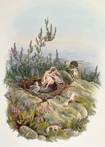 Kukačka obecná, John Gould (1804-1881), litografie William Matthew Hart (1830-1908), Spojené království od William Matthew Hart