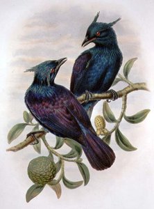 Phonygama Purpureiviolacea (barva lito) od William Matthew Hart