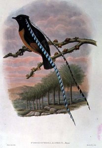 Pteridophora Alberti, král saského ráje (barevné lito)