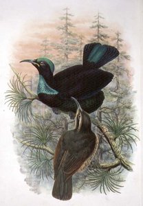 Ptiloris Victoriae, Victoria Rifle Bird of Paradise (barevné lito)
