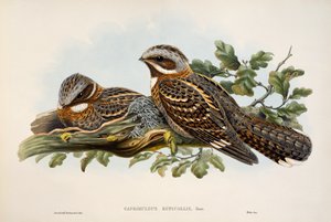 Nočník rudokrký (Caprimulgus ruficollis), litografie z Birds of Great Britain