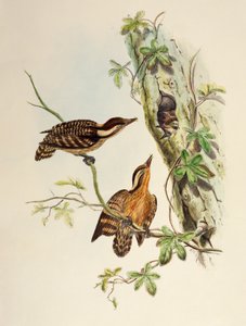Sunda datel (Dendrocopos moluccensis), litografie z Birds of Asia od William Matthew Hart