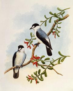 Torrent Robin (Monachella muelleriana), rytina William Matthew Hart (1830-1908), Spojené království