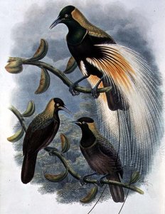 Trichoparadisea Gulielmi (barevná litho)