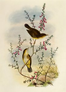 Muškař bílý (Pseudogerygone notata), rytina William Matthew Hart (1830-1908), Spojené království od William Matthew Hart
