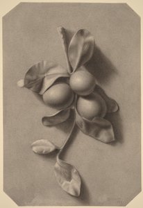  od William Michael Harnett