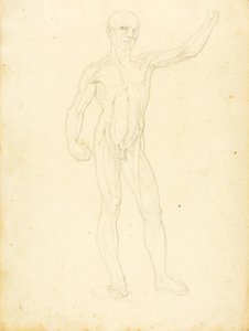 (Ecorche, pohled zepředu) od William Page