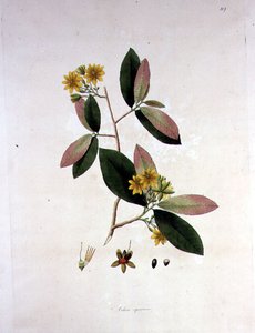 Ochna squarrosa, ilustrace z „Rostliny na pobřeží Coromandel“ od William Roxburgh