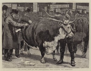 The Cattle Show v Agricultural Hall, posuzování Herefordů