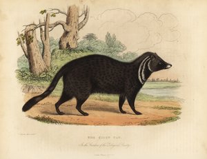 Africká cibetka, Civettictis civetta.