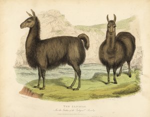 Alpaka, Vicuna pacos. od William Smellie