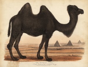 Velbloud dvouhrbý, Camelus bactrianus. od William Smellie