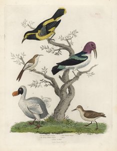 Černožlutá liána, hnědobílá liána, Certhia americana, Cayenne liána, Dacnis cayana, Dodo, Raphus cucullatus a purre nebo stint, Calidris alpina. Ručně kolorovaná mědirytina od neznámého umělce z Williama Smellie