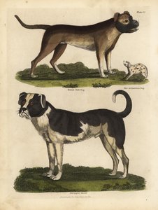 Plemena psů, Canis lupus familiaris. od William Smellie