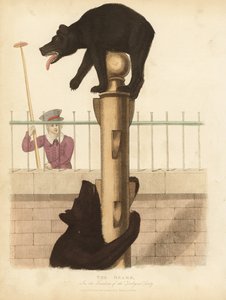 Medvěd hnědý, Ursus arctos. od William Smellie