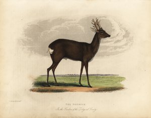 Srnec evropský, Capreolus capreolus. od William Smellie
