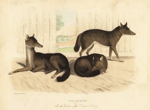 Šakal zlatý, Canis aureus. od William Smellie