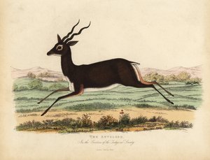 Antilopa indická nebo blackbuck, Antilope cervicapra.