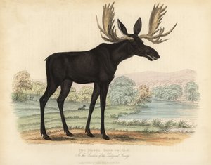 Los nebo los, Alces alces. od William Smellie