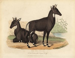 Nilgai nebo modrý býk, Boselaphus tragocamelus. od William Smellie