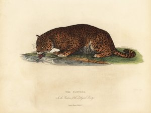 Panther, Panthera Pards Ora Panthera Onka. od William Smellie