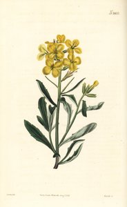 Zedník vonný, Erysimum odoratum (hořčice z alpského živého plotu vonící, Erysium lanceolatum minus). Ručně kolorovaná mědirytina od Weddella podle botanické ilustrace Johna Curtise z William Curtis