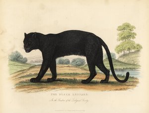 Černý leopard, Panthera pardus.