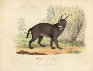 Závěsný od William Smellie