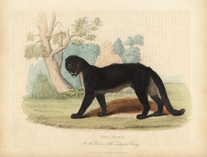 Puma nebo Cougar, Puma concolor. od William Smellie