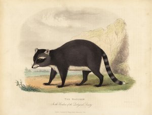 Mýval, Procyon lotor. od William Smellie